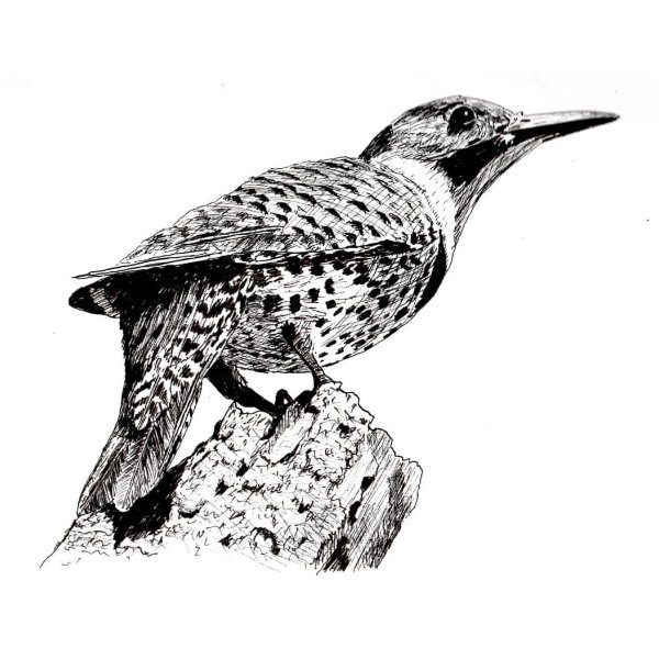 Draw a Northern Flicker Bird in Pen & Ink