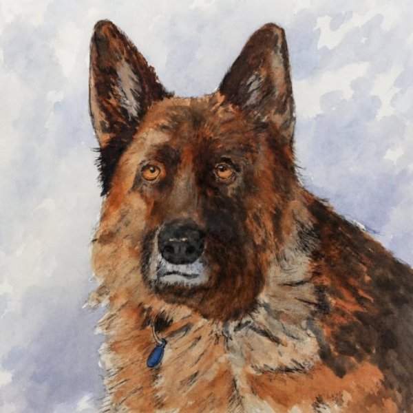 German Shepherd in Line & Wash