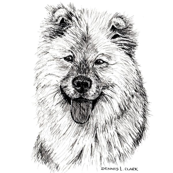 How to Draw a Long Haired Dog in Pen and Ink