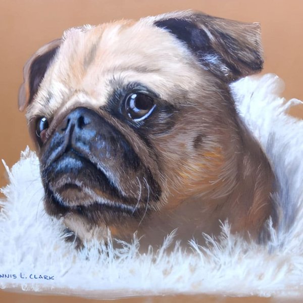 How to Draw a Pug Portrait in Pastel