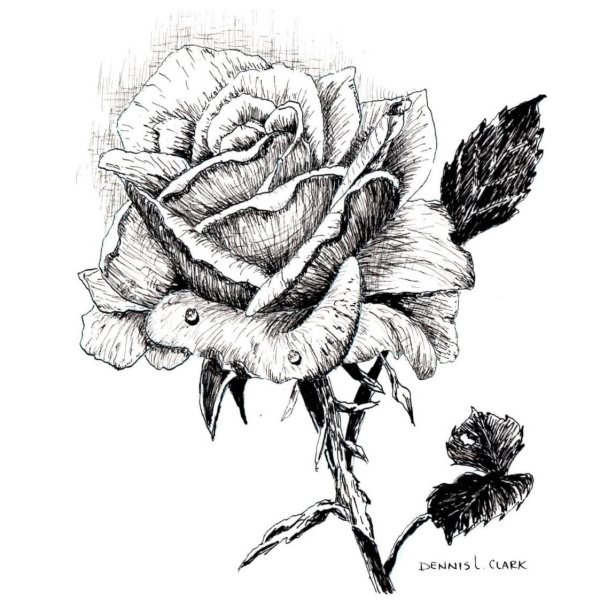 How to Draw a Rose in Pen and Ink