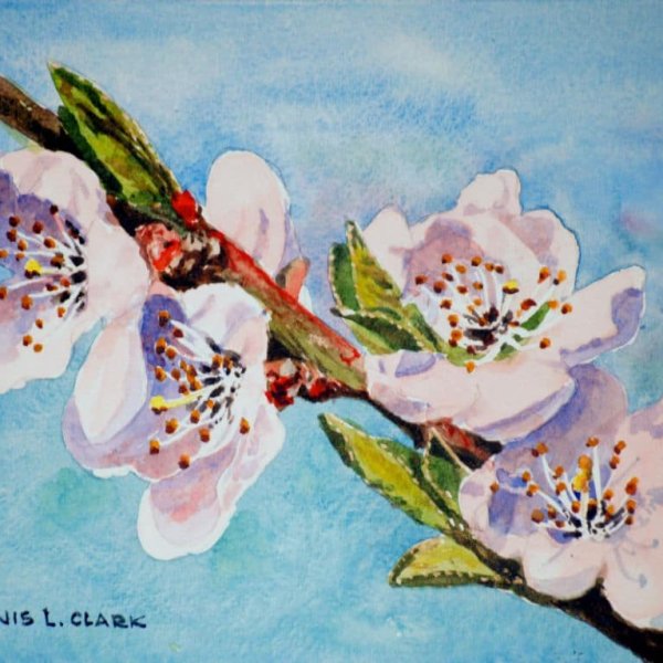 How to Paint Peach Blossoms in Watercolour