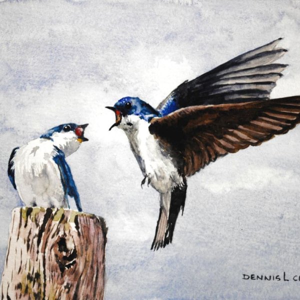 How to Paint Two Swallows in Watercolour
