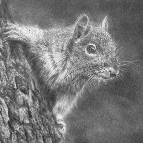 Drawing a Squirrel in a Tree