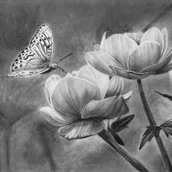 How to Draw a Butterfly on a Flower