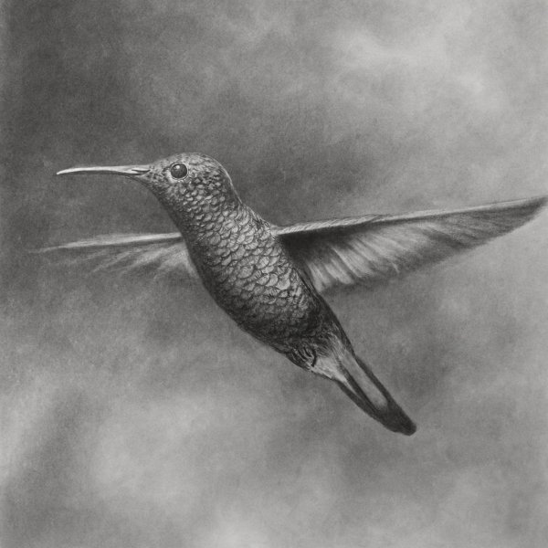 How to Draw a Hummingbird