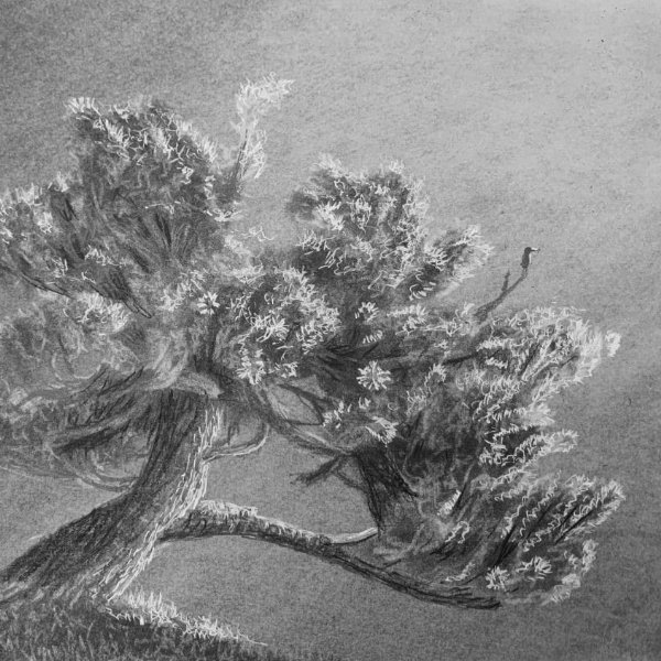 How to Draw Trees