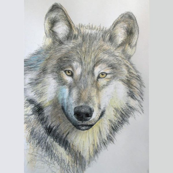 How to Easily Draw a Wolf